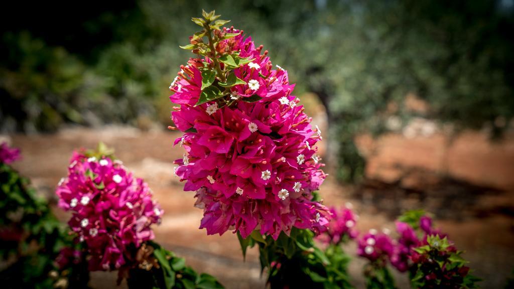 Finca Sonrisa Alhaurín el Grande エクステリア 写真